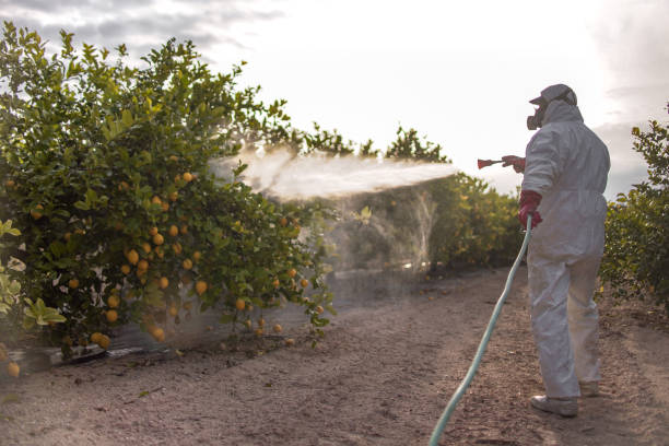 Best Pest Removal Services  in Plano, TX